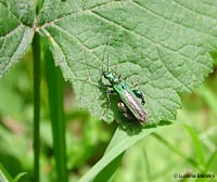 Oedemera nobilis maschio