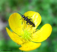 Oedemera tristis