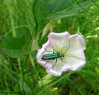 Oedemera nobilis femmina