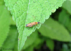 Oedemera podagrariae