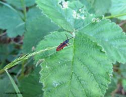 Omalisus fontisbellaquaei