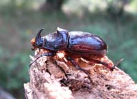 Lo scarabeo rinoceronte Oryctes nasicornis