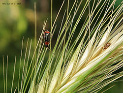 Piccolo malachius sp.