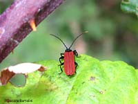 Platycis minutus