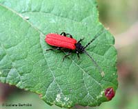 Platycis minutus