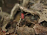 Lycidae Platycis minutus