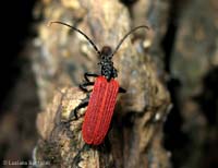 Platycis minutus