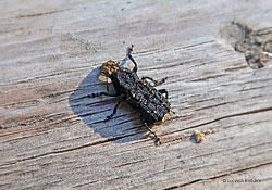 Anthribidae Platyrhinus resinosus