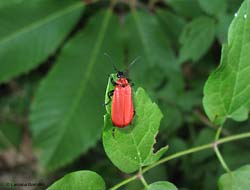 Pyrochroa coccinea