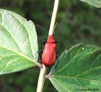 Pyrochroa serraticornis