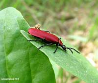 Pyrochroa coccinea