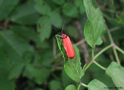 Pyrochroa coccinea