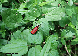 Pyrochroa coccinea