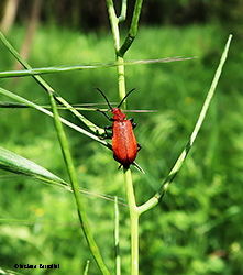 Pyrochroa serraticornis