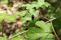 Scaphidium quadrimaculatum