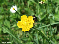 piccolo Scarabaeidae 