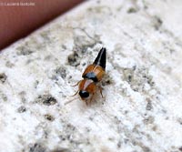 Tachyporus dispar