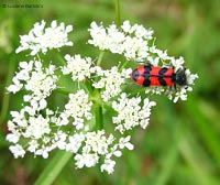 Trichodes alvearius