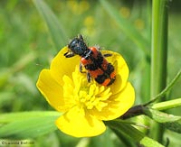 Trichodes alvearius