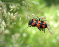 Trichodes alvearius