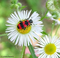 Trichodes apiarius