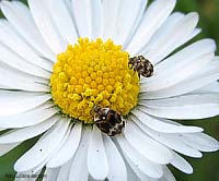 coleotteri dermestidi su fiore di margherita