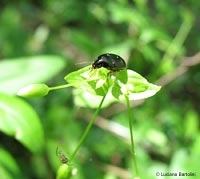 Carabidae