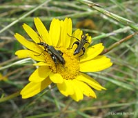 Oedemera flavipes