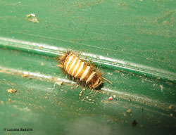 larva coleottero dermestide