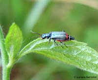malachius bipustulatus