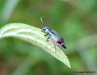 malachius bipustulatus