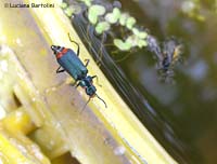 malachius bipustulatus