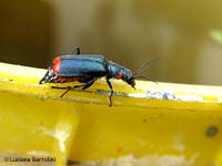 Malachius bipustulatus