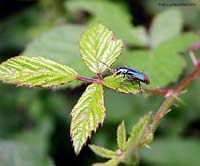 malachius bipustulatus