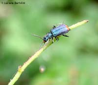 malachius bipustulatus