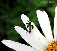 Oedemera nobilis