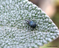 piccolo coleottero Apionide sp. nero