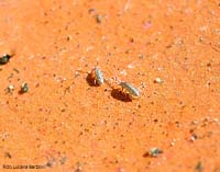 Collembolo Heteromurus nitidus