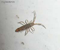 Entomobrya nivalis