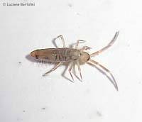 Entomobrya nivalis