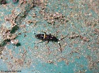 Orchesella cincta