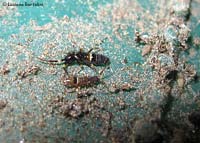 Orchesella cincta