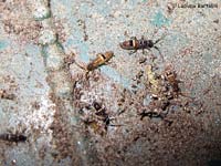 collembolo Orchesella cincta