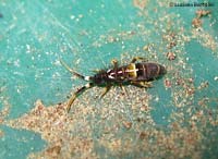 collembolo Orchesella cincta