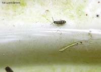 Collembolo Isotomurus sp.