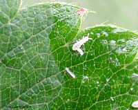 Collembolo chiaro