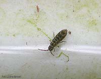 Collembolo Isotomurus sp. che si disseta
