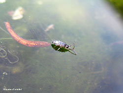 collembolo sp.