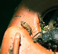 collembolo Orchesella sp.