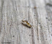 orchesella sp.